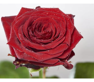 Rote Rosen  "RED NAOMI" 70 cm