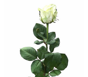 10 Premium-Rosen White Naomi (Weiß-Grün)
