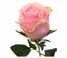 Laden Sie das Bild in den Galerie-Viewer, 10 Rosen Rosa Celeb