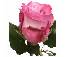 Laden Sie das Bild in den Galerie-Viewer, 10 Rosen Rosa-Flieder Maritim