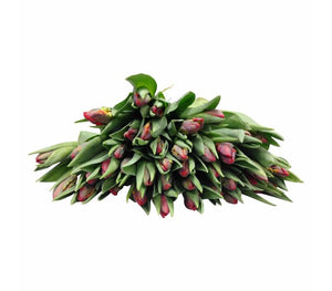 Tulpen Rococo (Papageien-Tulpe)