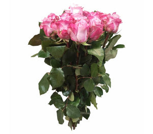 101 Rosen Rosa-Flieder Maritim