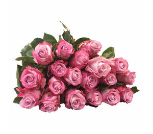 101 Rosen Rosa-Flieder Maritim