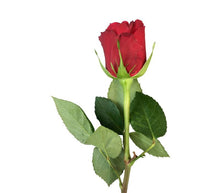Laden Sie das Bild in den Galerie-Viewer, 101 Rosen Rodhos (Rot) 