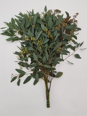 1 Bund Eucalyptus Populus mit Fruchtstand