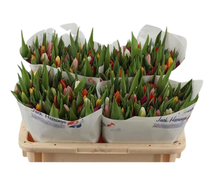 51 Stück bunte-Tulpen