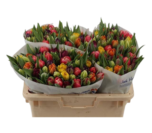 50 Tulpen bunt gemischt