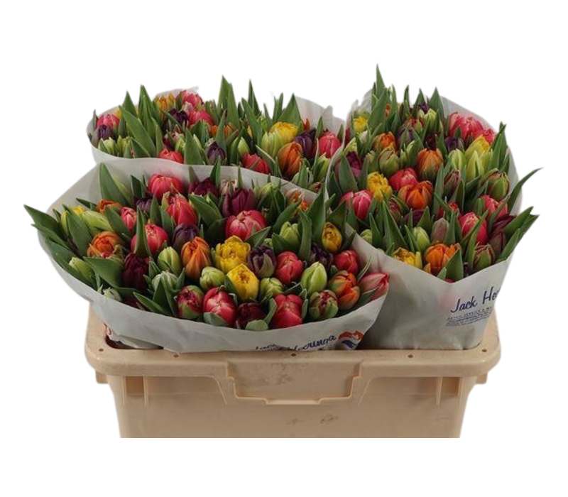 51 Stück bunte-Tulpen