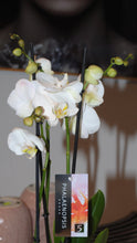 Laden Sie das Bild in den Galerie-Viewer, Orchideen